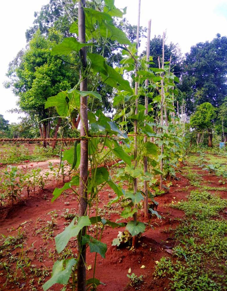 Moni Farm House Wilpattu Nochchiyagama Kültér fotó